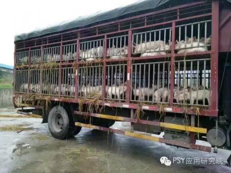 如何防治豬“運(yùn)輸應(yīng)激”綜合征？
