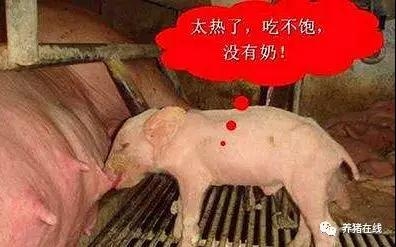 熱應(yīng)激對(duì)母豬繁殖性能的影響及防控措施