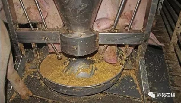 豬場飼料浪費也會間接導致虧損！