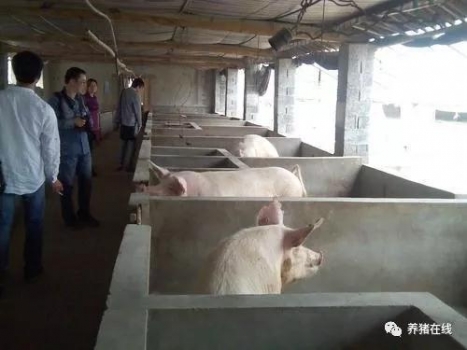 豬價(jià)漲勢(shì)迅猛，一線養(yǎng)豬人卻說(shuō)這是虛的！為什么？