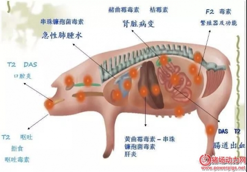 如何知道自己的豬場(chǎng)是否有霉菌毒素危害？