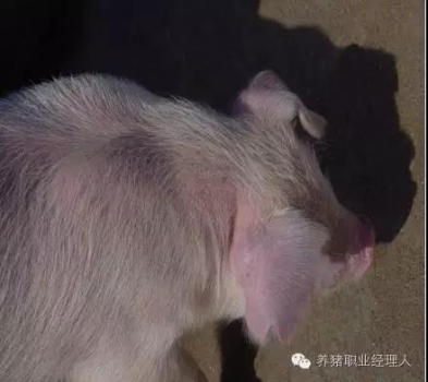 必修課 | 盛夏時(shí)節(jié)再來(lái)說(shuō)說(shuō)副豬嗜血桿菌病