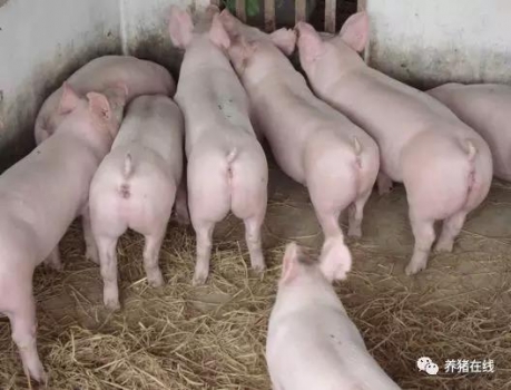 豬場管理堅持這7點，讓你的豬安全過夏！