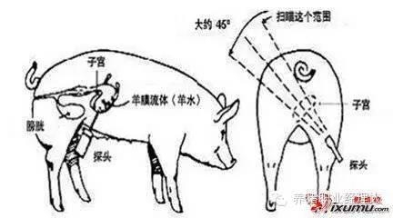 技術(shù)控|規(guī)?；i場非生產(chǎn)天數(shù)的控制