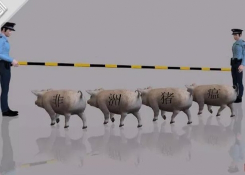 確診了！黑龍江調(diào)往河南鄭州的生豬發(fā)生非洲豬瘟！面對(duì)非洲豬瘟，我們真的束手無(wú)...