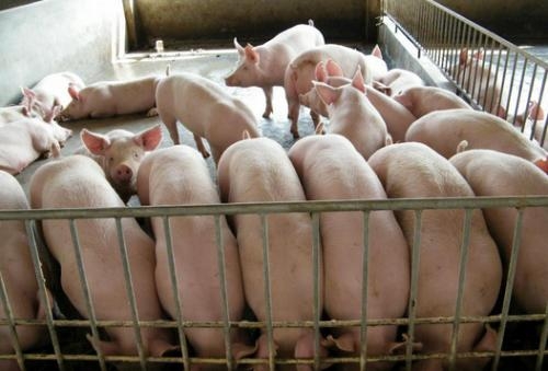 降低飼料成本有訣竅，既要降低成本，又要把豬養(yǎng)好（上）