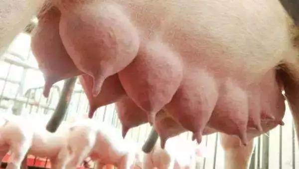 如何提高母豬配種率和產(chǎn)子率？細(xì)節(jié)操作很詳細(xì)！