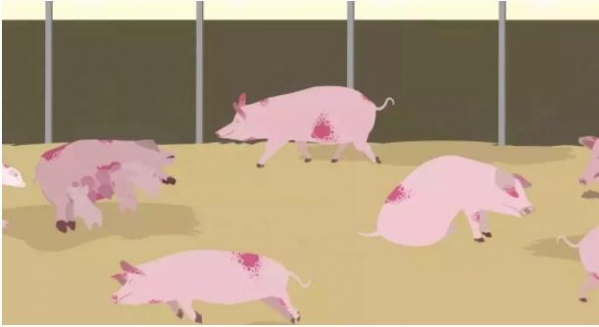 防控非洲豬瘟，飼料加工工藝能做些什么？