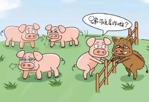 淺談非洲豬瘟防控過(guò)程中的得與失