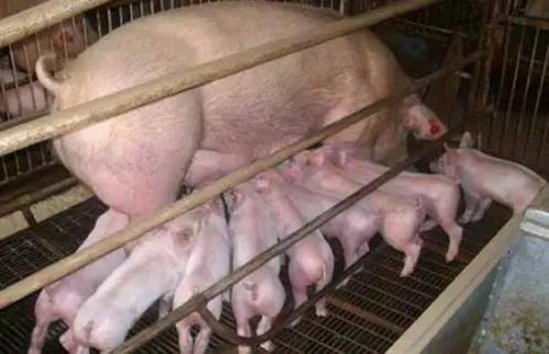 母豬產(chǎn)后無(wú)乳少乳，養(yǎng)豬大師教您如何給母豬高效催乳！