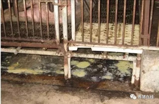 產(chǎn)房仔豬水樣腹瀉不止 該如何防控？