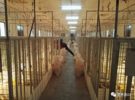 匯總：肉鵝飼糧中微量元素的適宜添加水平及應(yīng)用變化考慮
