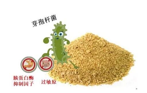 “真”的發(fā)酵豆粕是什么樣子？【二】