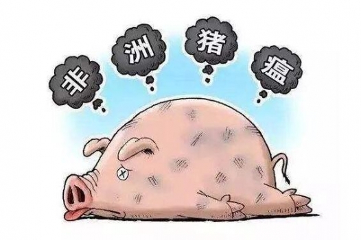 感染非瘟后存活的豬并不會(huì)長(zhǎng)期帶毒！99天后能完全控制和消滅病毒！