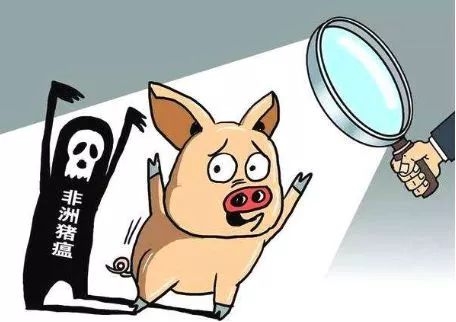 為什么非洲豬瘟在中國(guó)傳播得更快？養(yǎng)豬人到底如何應(yīng)對(duì)？