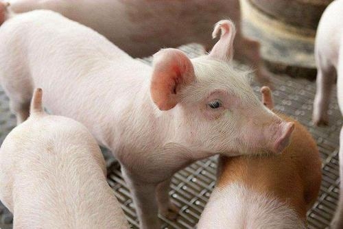 豬肉降價(jià)了，過年能吃上便宜豬嗎？
