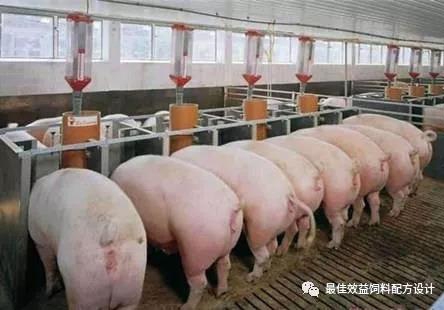 高產(chǎn)哺乳母豬的基礎(chǔ)營(yíng)養(yǎng)與飼養(yǎng)研究