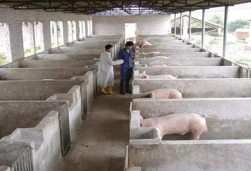 史上最全的母豬飼養(yǎng)方案（內(nèi)含24個(gè)要點(diǎn)，超級(jí)實(shí)用）