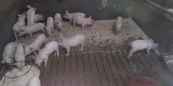飼料禁抗之后養(yǎng)豬場問題，您擔(dān)心嗎？