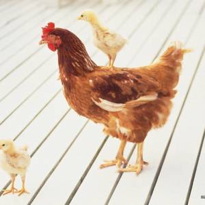 飼料維生素礦物質(zhì)失調(diào)對(duì)禽類的影響