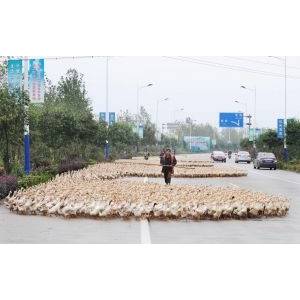 江西革命老區(qū)農(nóng)民走上千里放鴨路(組圖)