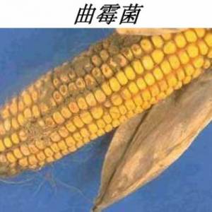 說(shuō)說(shuō)您遇到過(guò)的霉菌毒素和解決方法