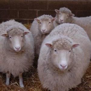 克隆羊多莉重生：英國培育出四只復制品