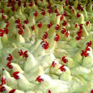 現(xiàn)代化肉雞養(yǎng)殖的生產(chǎn)與實踐