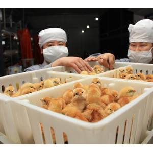 北京平谷正大300萬只蛋雞項目正式投產(chǎn)