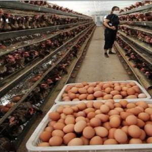 節(jié)后雞蛋價格“跳水”了