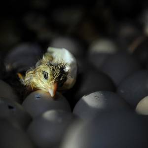 【組圖】廣東上萬只新生羽雞被投入沸水燙死