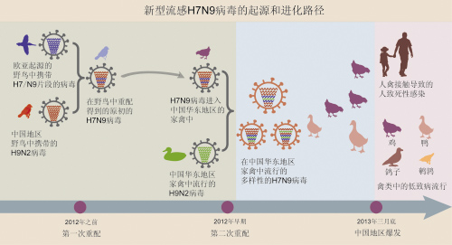 中科院公布H7N9起源及進(jìn)化路徑