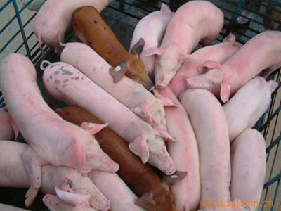 乳豬教槽料顆粒粉料優(yōu)缺點(diǎn)對(duì)照