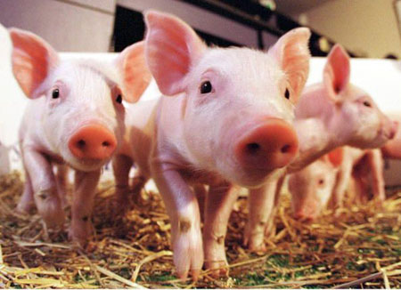 乳豬飼料里到底有那些蛋白來(lái)源？
