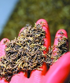 蒼蠅及黑水虻成動物飼料“新寵”
