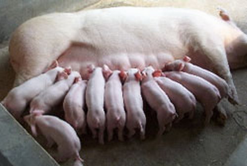 提早喂飼教槽料表現(xiàn)生長(zhǎng)遺傳優(yōu)勢(shì)