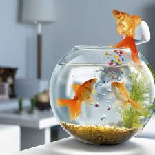 水產(chǎn)飼料配方模型與魚(yú)類(lèi)營(yíng)養(yǎng)代謝性疾?。ㄉ希? width=