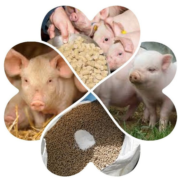 提早喂飼教槽料表現(xiàn)生長(zhǎng)遺傳優(yōu)勢(shì)