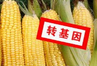 美國新型轉(zhuǎn)基因玉米獲歐盟認可 成員國可決定自行種植