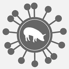 豬及其飼料的相關(guān)知識(shí)