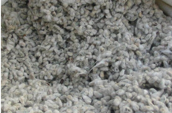 【全棉籽簡介】—加工流程和影響棉粕質(zhì)量的因素