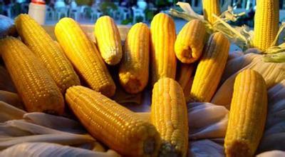 USDA：中國需求旺盛，美國玉米酒糟粕出口創(chuàng)下歷史最高水平