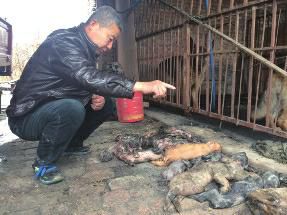 豬場大火燒死70頭豬  疑場外果園燒荒所致