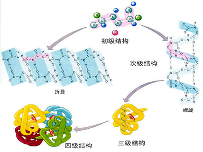 蛋白質(zhì)在豬體中的作用及添加量