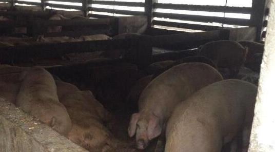 爆料：上海多地餐廚垃圾違規(guī)賣(mài)給養(yǎng)殖場(chǎng) 喂豬吃肯德基