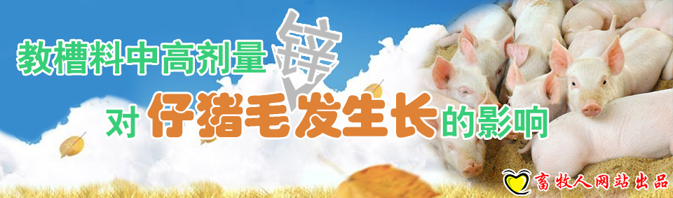 教槽料中高劑量鋅對仔豬毛發(fā)生長的影響