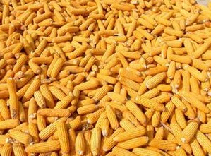 玉米豆粕型日糧總鈣和標(biāo)準(zhǔn)全腸道可消化磷水平對(duì)生長(zhǎng)豬鈣磷沉積和排放的影響