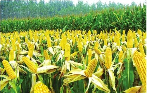 玉米臨儲政策改革需處理好三大關(guān)系