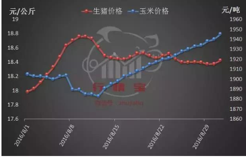 四季度豬價將出現(xiàn)階段性反彈！