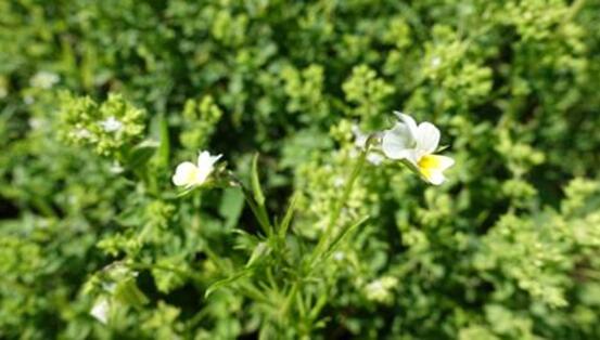 對抗細(xì)菌耐藥課題 美瑞高從源頭做起